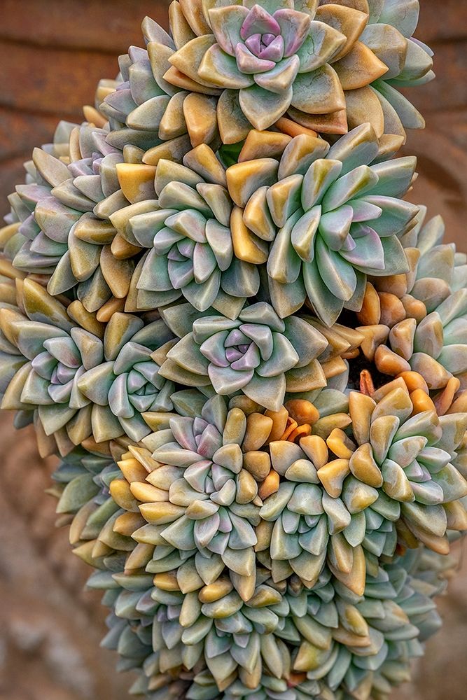 Crassulaceae-succulent